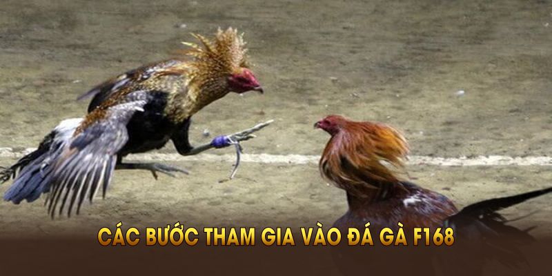Hướng dẫn cụ thể các bước tham gia vào đá gà F168 thành công