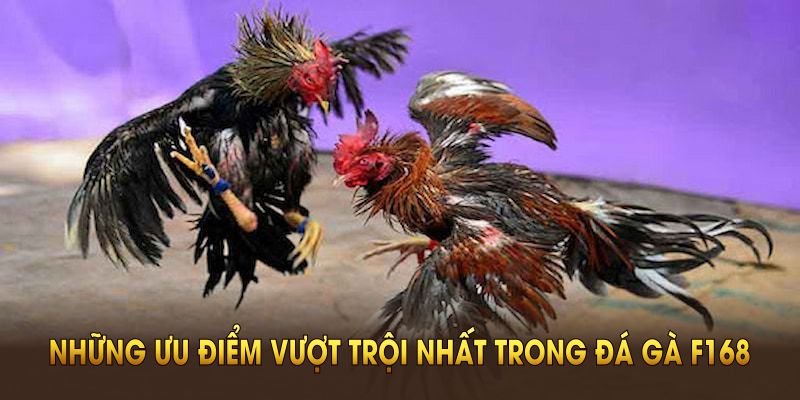 Đánh giá những ưu điểm vượt trội nhất trong đá gà F168